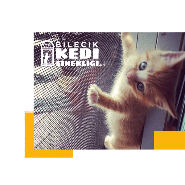 bilecik kedi sinekligi-3-1