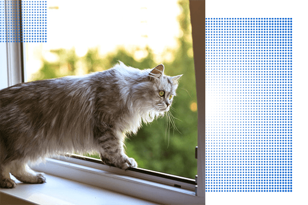 bilecik kedi sinekligi anasayfa-1