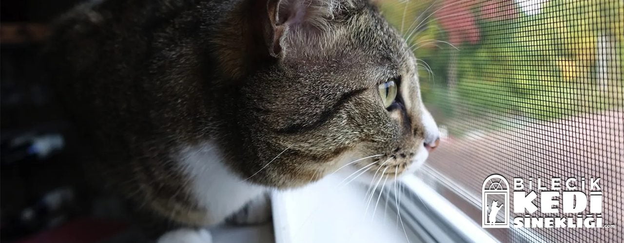 bilecik kedi sinekligi hakkimizda 1 bilecik kedi sinekligi hakkimizda 1