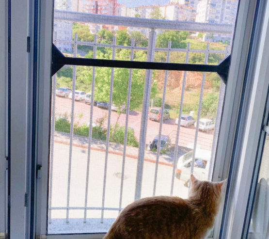 bilecik kedi sinekligi fransiz cam (3)