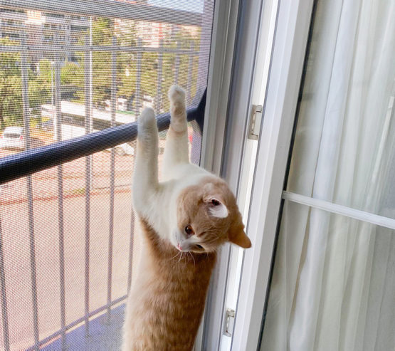 bilecik kedi sinekligi fransiz cam (4)