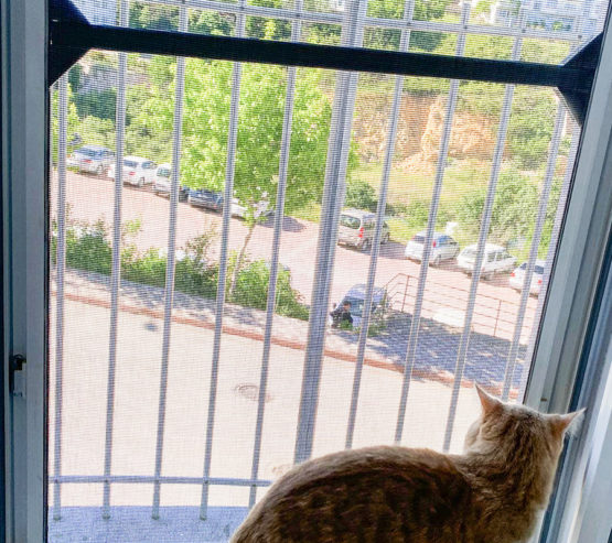 bilecik kedi sinekligi fransiz cam (5)