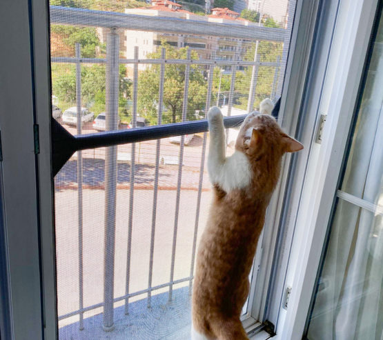 bilecik kedi sinekligi fransiz cam (6)