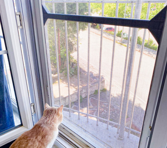 bilecik kedi sinekligi fransiz cam (8)