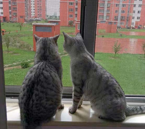 kedi sinekligi 1345